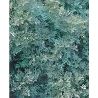 Pflanzen Für Dich Artemisia arborescens 'Powis Castle', ca. 9x9