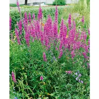Pflanzen Für Dich Lythrum virgatum 'Dropmore Purple', Blutweiderich, purpur,