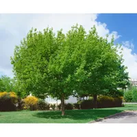 Pflanzen Für Dich Acer negundo, Eschen-Ahorn, 100–125 cm