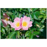 Pflanzen Für Dich Rosa rubiginosa, Weinrose, 40–60 cm, duftend,