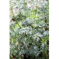Pflanzen Für Dich Artemisia vulgaris, Beifuß, ca. 9x9 cm