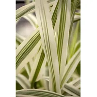 Pflanzen Für Dich Arundo donax 'Variegata', Riesenschilf, gestreift, ca.