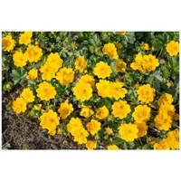 Pflanzen Für Dich Potentilla aurea, Fingerkraut, gelb, ca. 9x9