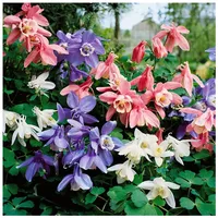 Pflanzen Für Dich Aquilegia flabellata 'Cameo Blau-Weiß' Akelei, blau-weiß,