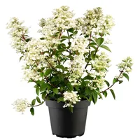 Pflanzen Für Dich Hydrangea paniculata 'Wim's Red', Rispenhortensie, rot,
