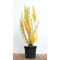 Pflanzen Für Dich Forsythia 'Lynwood', Goldglöckchen, leuchtend gelb, 60–80