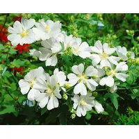 Pflanzen Für Dich Lavatera X Olbia Strauchpappel White Angel