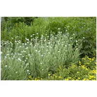 Pflanzen Für Dich Achillea millefolium, Schafgarbe, ca. 9x9 cm