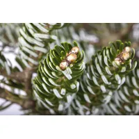 PlantaPro Abies Koreana Silver Star Konifere 50-60 cm