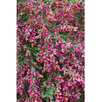 Pflanzen Für Dich Cytisus scoparius 'Roter Favorit', 40–60 cm