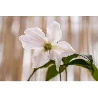 Pflanzen-für-dich.de Pflanzen für Dich Kletterpflanze Clematis Hybride Mrs.Cholmondeley, 1