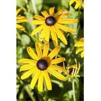 Pflanzen Für Dich Rudbeckia fulgida Goldsturm Sonnenhut, ca. 9x9
