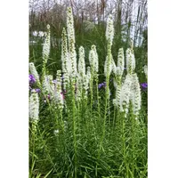 Pflanzen Für Dich Liatris spicata 'Floristan Weiß' Prachtscharte, ca.