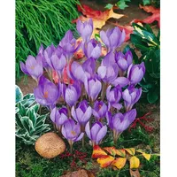 Pflanzen Für Dich Crocus speciosus, Herbst-Krokus, ca. 9x9 cm