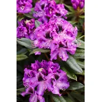 Pflanzen Für Dich Rhododendron Hybr. 'Blaue Jungs', Rhododendron, blau,