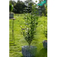 Pflanzen Für Dich Ligustrum ovalifolium, 20–30 cm