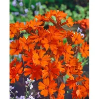 Pflanzen Für Dich Lychnis x arkwrightii 'Vesuvius', leuchtend orange,