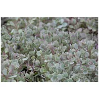 Pflanzen Für Dich Sedum cauticola 'Lidakense', Fetthenne, rosa Blüten,
