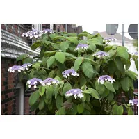 Pflanzen Für Dich Hydrangea aspera 'Macrophylla' Samthortensie, 40–60 cm,