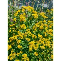 Pflanzen Für Dich Solidago x cult.'Laurin', Goldrute, kompakt, ca.