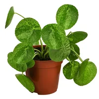 Dehner Glückstaler Ø Pilea peperomioides Mojito, Hellgrün, Grün
