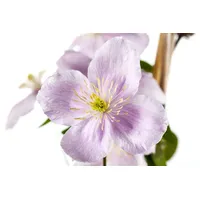 Pflanzen-für-dich.de Clematis montana 'Rubens' Berg-Waldrebe Rosa Blüten 80–100 cm