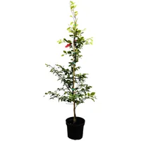 Pflanzen Für Dich Fagus sylvatica, Rotbuche, 100–125 cm
