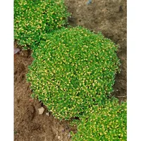 Pflanzen Für Dich Thymus x citriodorus 'Bertram Anderson' Zitronenthymian,