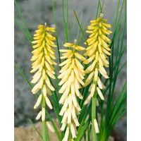 Pflanzen Für Dich Kniphofia Uvaria Fackellilie Little Maid Ca