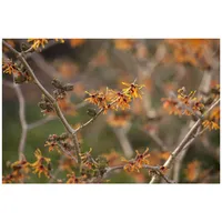 Pflanzen Für Dich Hamamelis intermedia 'Aphrodite' Zaubernuss, orange Blüten,