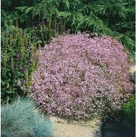 Pflanzen Für Dich Gypsophila repens 'Rosenschleier' Schleierkraut, rosa, ca.