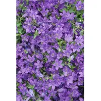 Pflanzen Für Dich Campanula portenschlagiana Resholt Polsterglockenblume, ca. 9x9