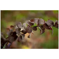 Pflanzen Für Dich Berberis ottawensis 'Superba', Blutberberitze, rotlaubig, 40–60