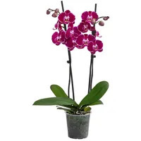 Dehner Schmetterlingsorchidee - Phalaenopsis cultivars 'Binty', Dunkelrot, Pink