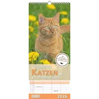 Neumann Dumonts Katzen Kalender - Familienplaner im Format 19,5