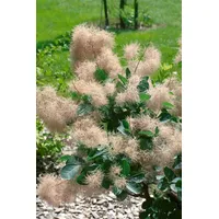 Pflanzen Für Dich Cotinus coggygria Old Fashioned' Perückenstrauch 40–60