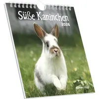 Neumann Süße Kaninchen 2026 - Postkartenkalender 16x17 cm