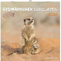 Neumann Alpha Edition - Erdmännchen 2026 Broschürenkalender, 30x30cm, Wandkalender