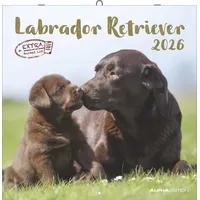 Neumann Labrador Retriever 2026 - Broschürenkalender 30x30 cm (30x60