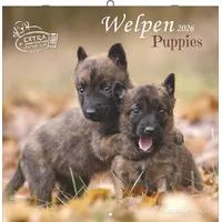 Neumann Welpen 2026 - Broschürenkalender 30x30 cm (30x60 geöffnet)