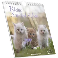 Neumann Kleine Samtpfötchen 2026 - Postkartenkalender 16x17 cm -