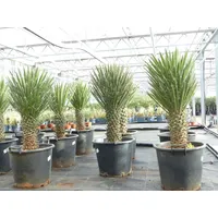 Grünwaren Yucca Filifera, 90 cm, Stamm 20 - 30