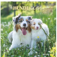 Neumann Hunde 2026 - Broschürenkalender 2026