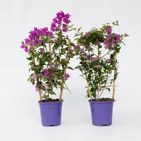 Plant in a Box - Bougainville - 2 Stk