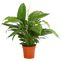 Dehner Air So Pure® Einblatt Ø Spathiphyllum wallisii 'Bingo',