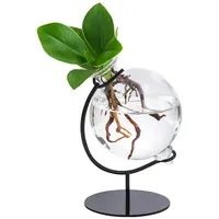 Dehner Waterplant Balsamapfel Victoria, im Kugelglas, - Clusia major,