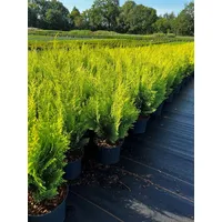 Pflanzen Für Dich Chamaecyparis lawsoniana 'Stardust' 40-50 cm