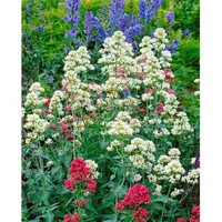 Pflanzen Für Dich Centranthus ruber Albus Spornblume, ca. 9x9