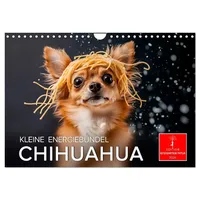 Calvendo Chihuahua - kleine Energiebündel (Wandkalender 2026 DIN A4