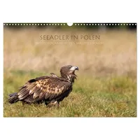 Calvendo Seeadler in Polen (Wandkalender 2026 DIN A3 quer),